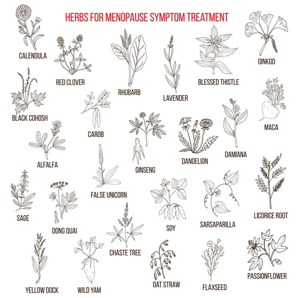 Meilleures herbes pour le traitement des symptômes de la ménopause — Image vectorielle