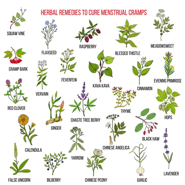 Best herbs for menstrual cramps treatment Royalty Free Stock Vectors