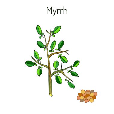 Mür aromatik bitki