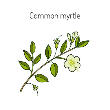 Myrtle veya Myrtus communis