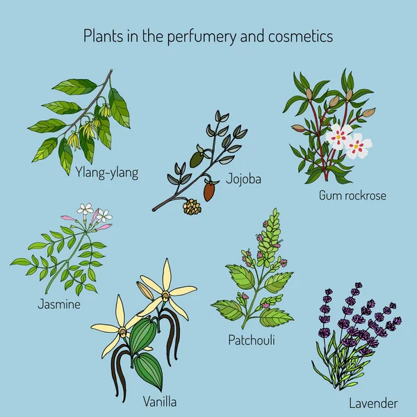 Az illatszer- és kozmetikai növények — Stock Vector