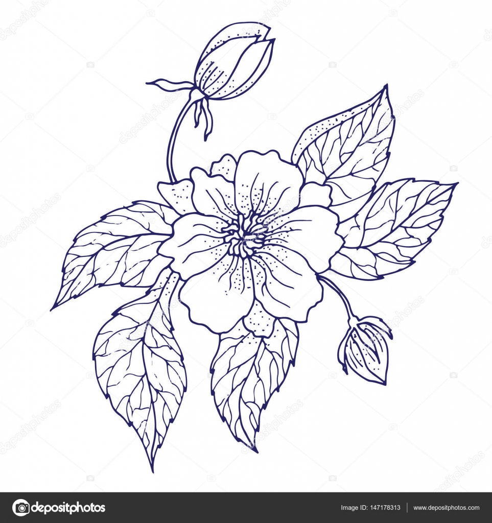 Dessin à la main fleur pivoine image vectorielle par ... Dessin à la main fleur pivoine image vectorielle par ...
