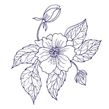 El çizim Şakayık çiçeği