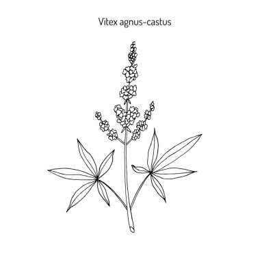 Vitex agnus-castus. Hand drawn illustration clipart