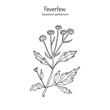 Feverfew - tıbbi bitki