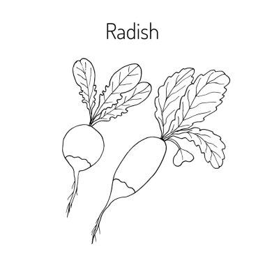 turp yaprakları ile