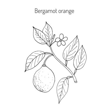 Bergamot turuncu şube