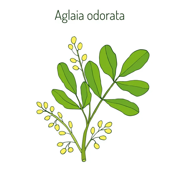 Aglaia odorata, planta medicinal — Vector de stock