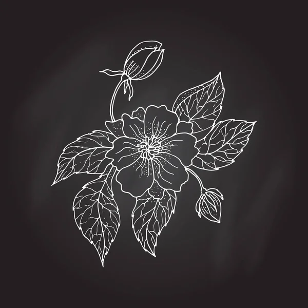 手図面牡丹の花 — ストックベクタ