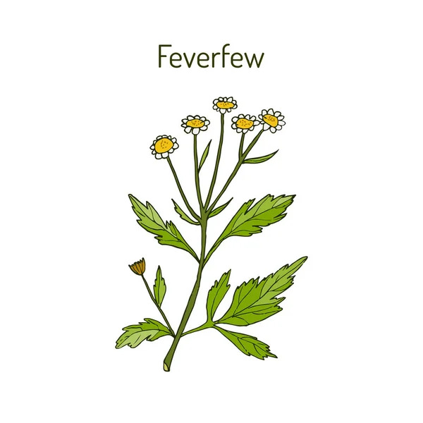 Feverfew - лекарственное растение — стоковый вектор