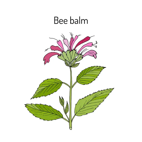 Bergamote sauvage ou baume d'abeille — Image vectorielle