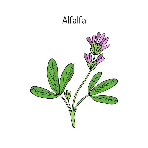 Alfalfa Medical sativa — стоковый вектор