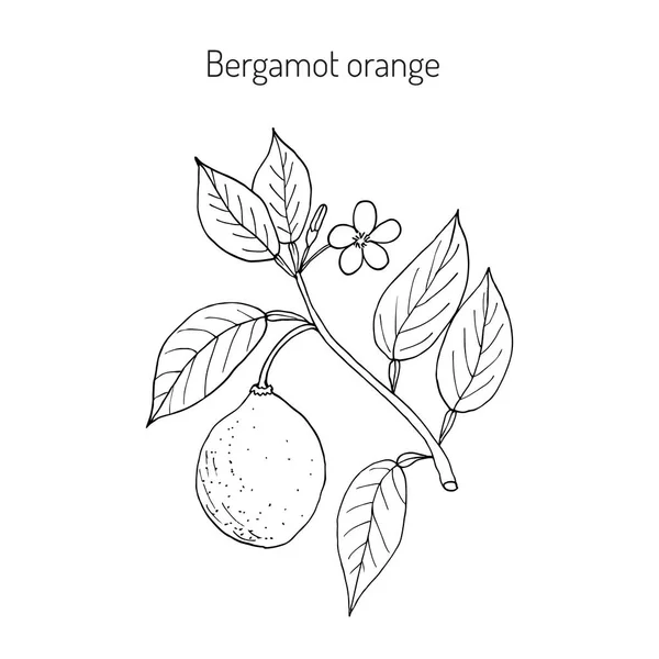 Оранжевая ветвь — стоковый вектор