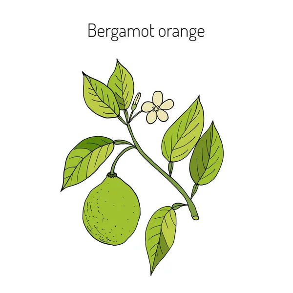 Ramo d'arancia bergamotto — Vettoriale Stock