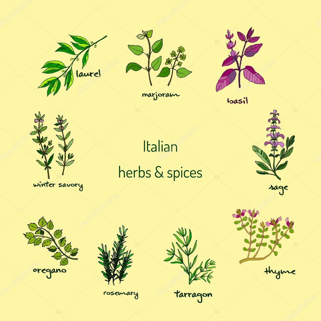 Italian herbs and spices — Stock Vector © Foxyliam 147178845