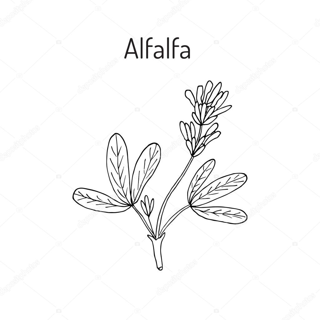 Alfalfa botanical vector illustration