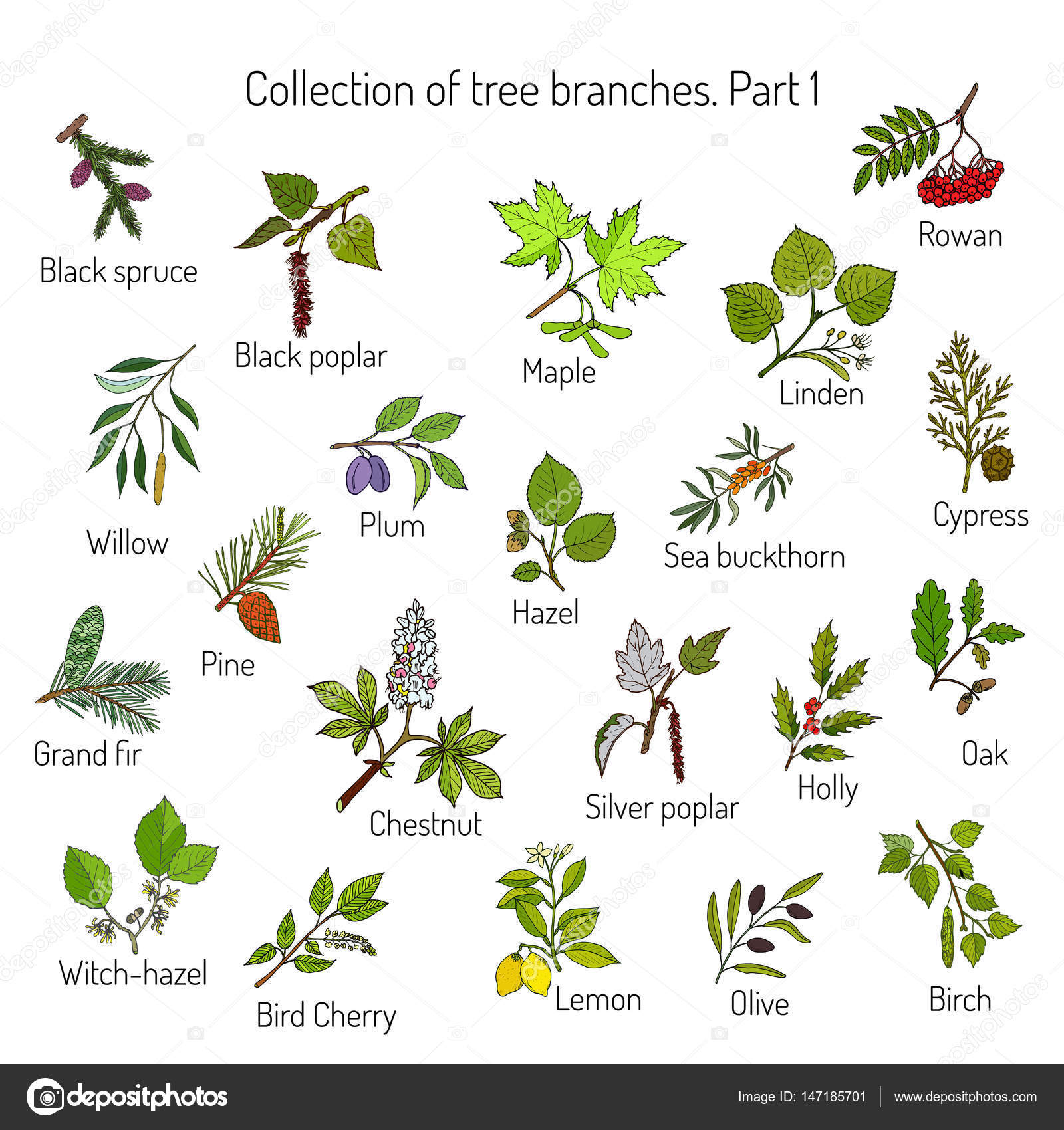 Set of different tree branches stock vector foxyliam 147185701