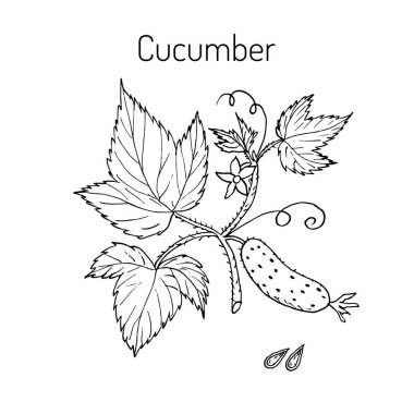 Salatalık çiçek ve yaprak ile