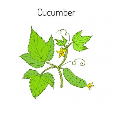 Salatalık çiçek ve yaprak ile