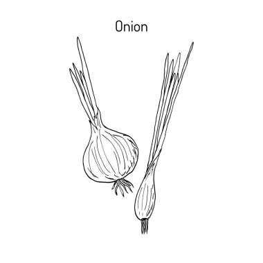 el çekilmiş soğan