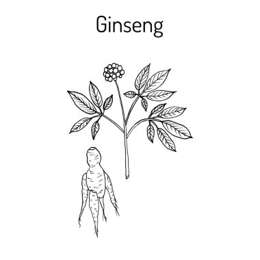 Ginseng - tıbbi bitki