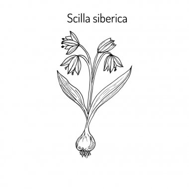Squill scylla - bahar flowe