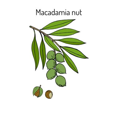Macadamia nut şube