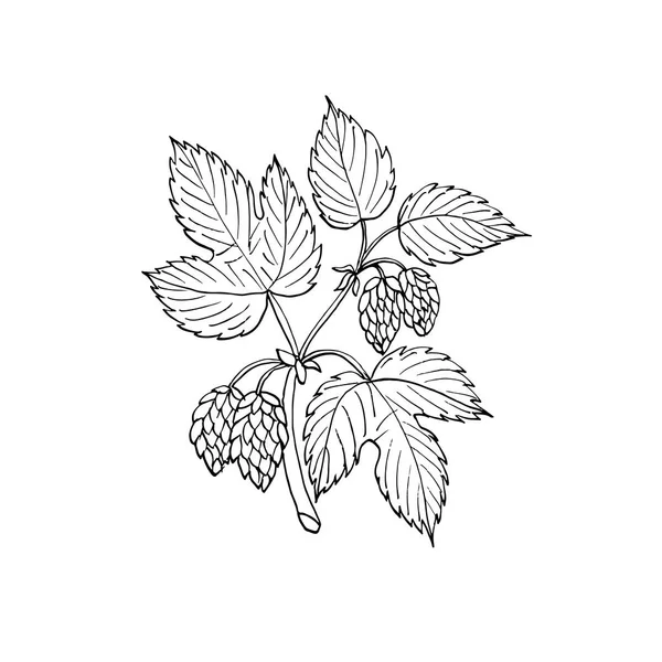 Branche de houblon commun — Image vectorielle