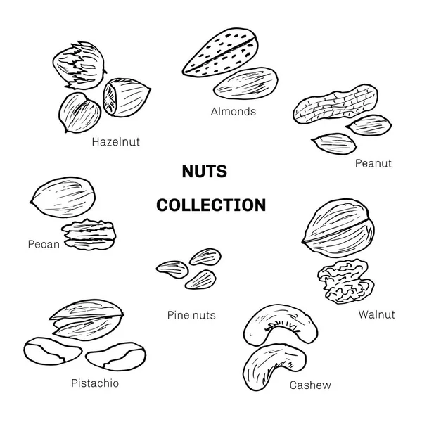 Набор различных орехов — стоковый вектор
