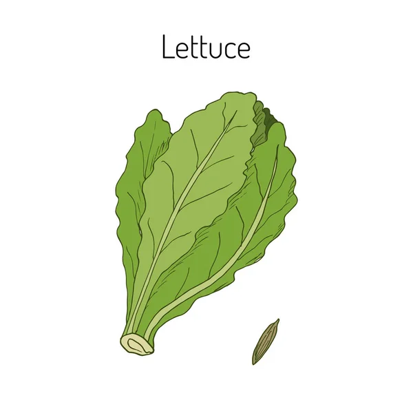 Ensalada planta de lechuga — Archivo Imágenes Vectoriales