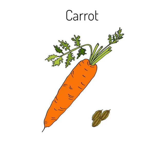 Cenouras laranja ilustração vetorial — Vetor de Stock