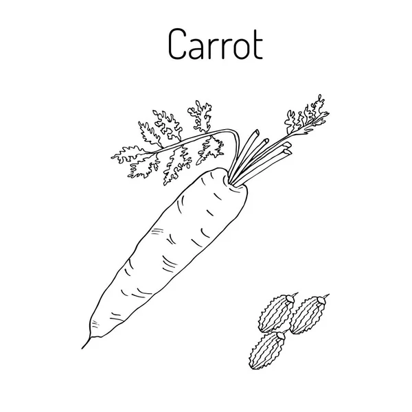 Cenouras laranja ilustração vetorial — Vetor de Stock