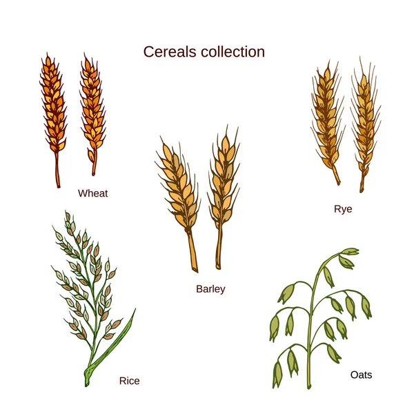 Getreidesorten. Gerste, Roggen, Hafer, Reis und Weizen — Stockvektor