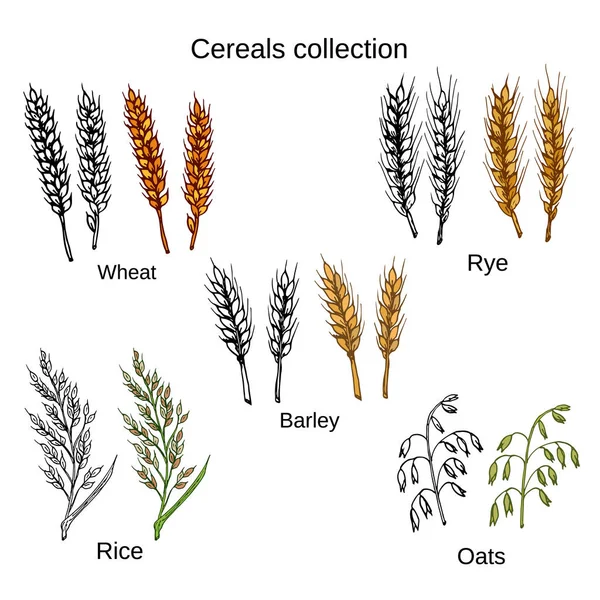 Set di cereali. Orzo, segale, avena, riso e frumento — Vettoriale Stock