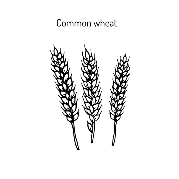 Handgezeichnete Weizenähren-Skizze — Stockvektor