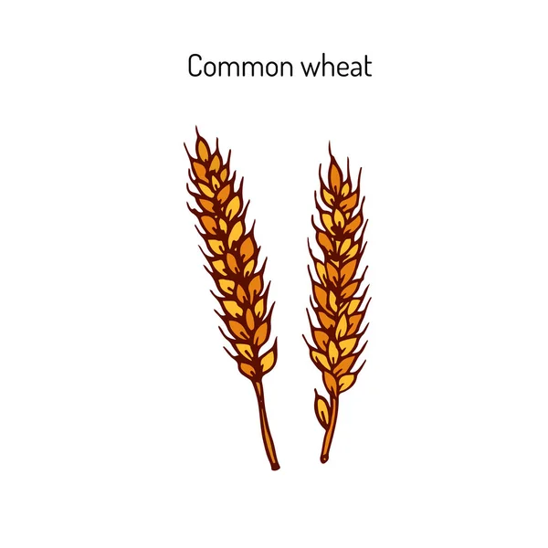 Handgezeichnete Weizenähren-Skizze — Stockvektor