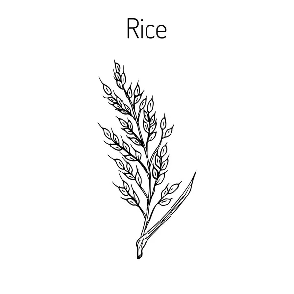 Handgezeichnete Reisohren-Skizze — Stockvektor