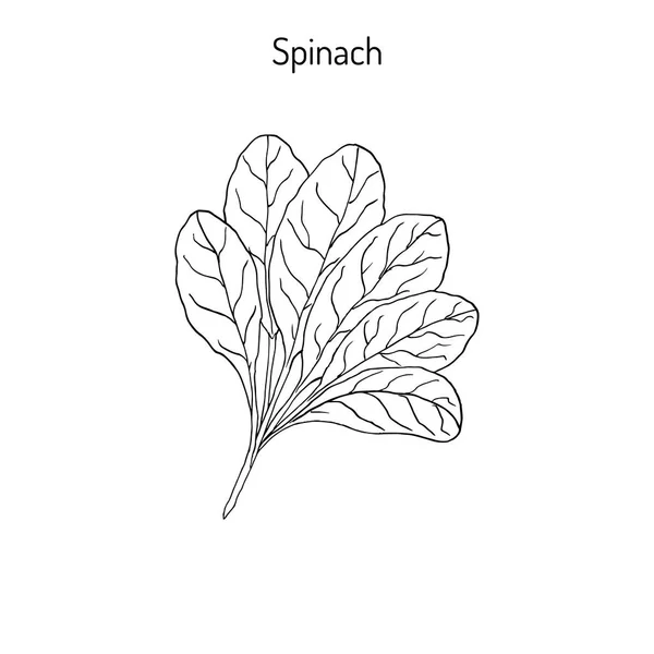 Folhas de espinafre desenhadas à mão — Vetor de Stock