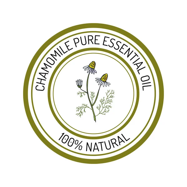 Kamille, ätherisches Öl, aromatische Pflanze — Stockvektor
