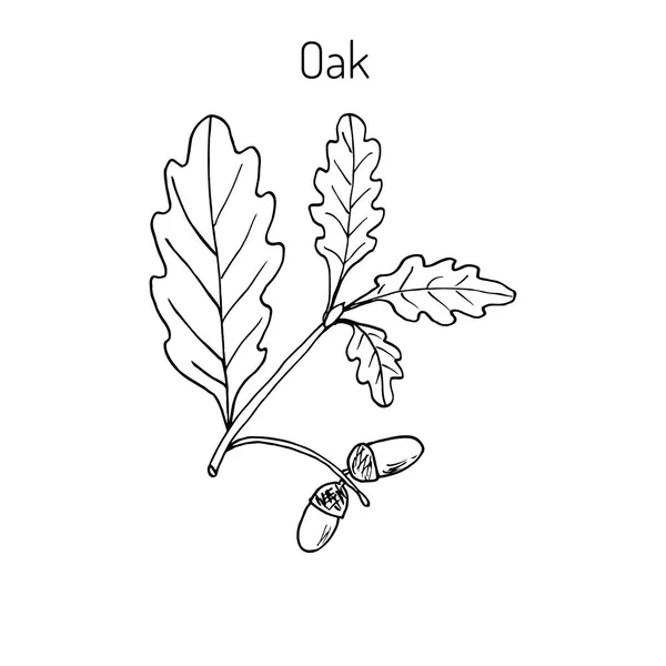 緑の葉とアコーンを持つオークの枝 — ストックベクタ