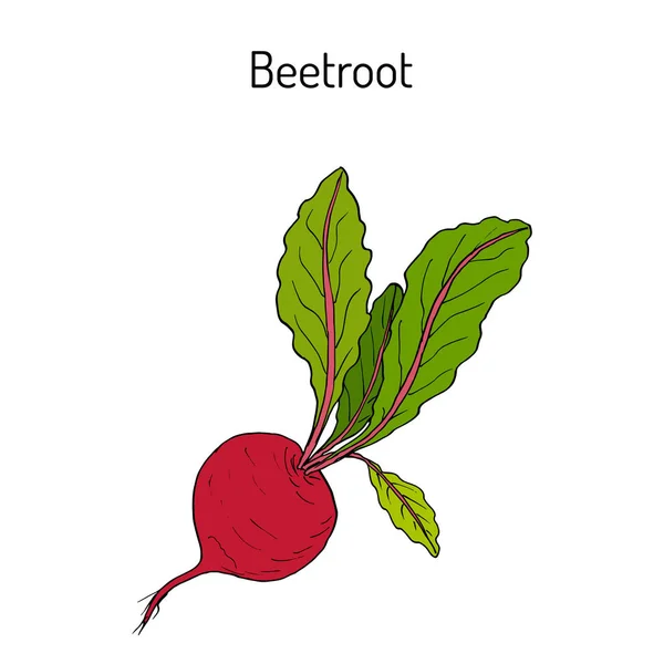 Beetroot dengan daun hijau - Stok Vektor