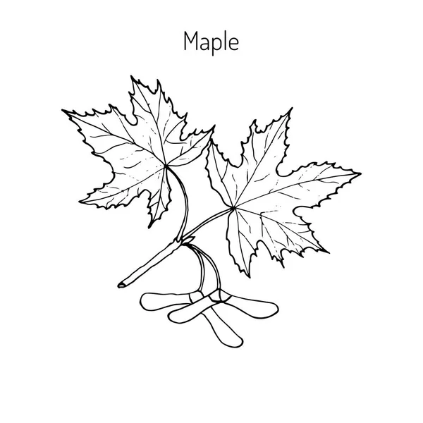 メープルの枝の葉と種子 — ストックベクタ