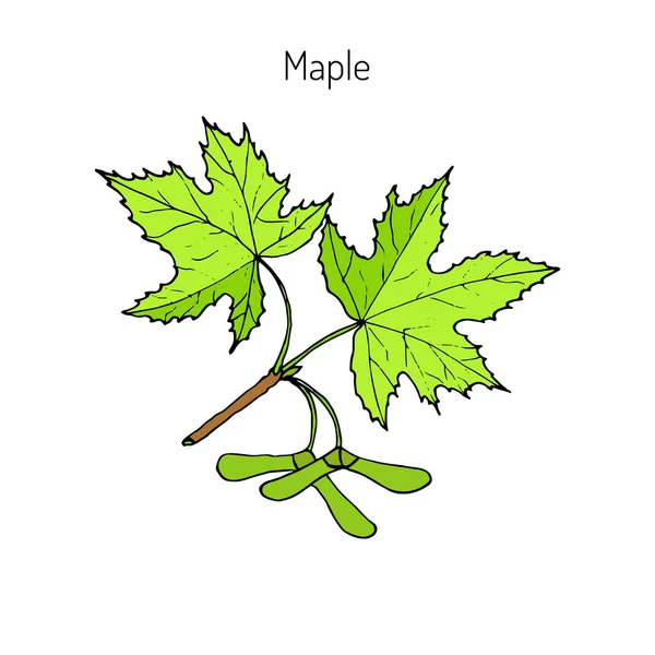 Кленовая ветвь с листьями и семенами — стоковый вектор