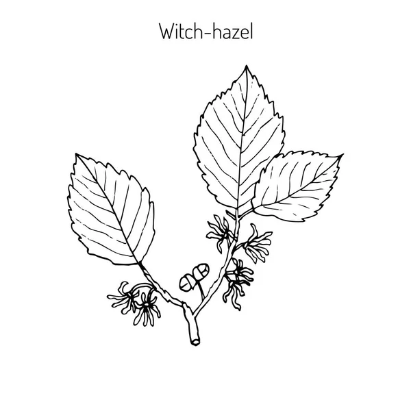 Branch of a witch hazel — Stock Vector