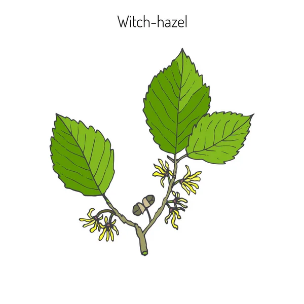 Branch of a witch hazel — Stock Vector