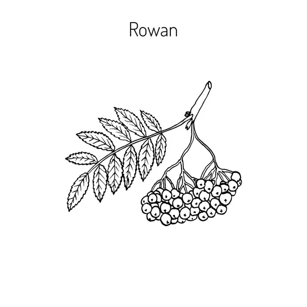 Rowan or mountain-ash — Stock Vector