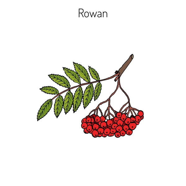 Rowan nebo mountain ash — Stockový vektor