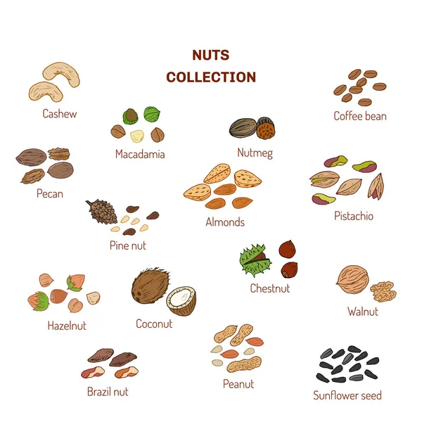 Ensemble de noix et de graines — Image vectorielle