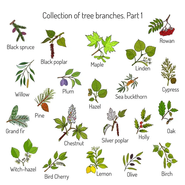 Conjunto de diferentes ramos de árvores — Vetor de Stock