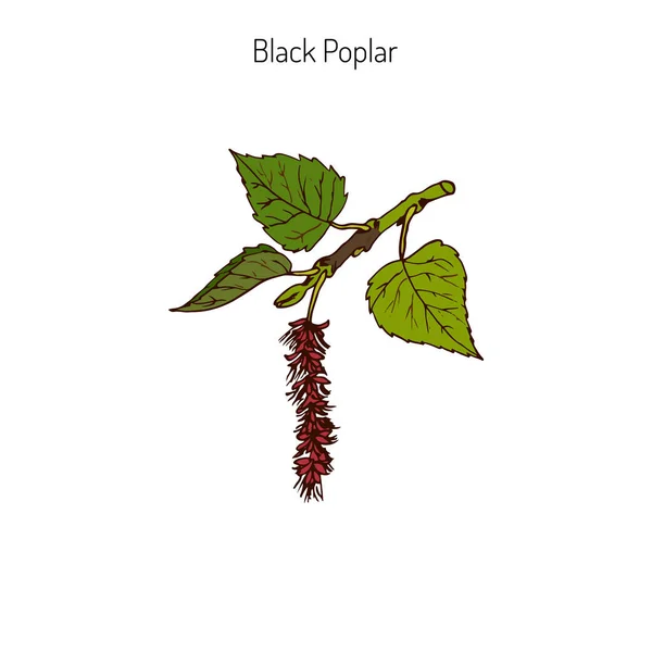 Black poplar branch — Stock Vector